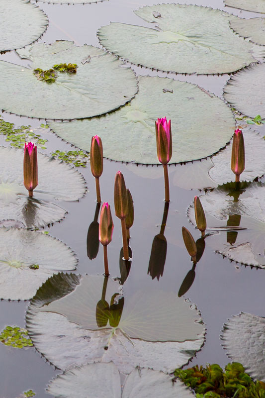 Livelihoods below the Sea Level in Kuttanad, Alappuzha district, Kerala - Pink Water Lily blooming in a pond